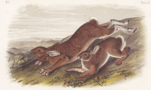 Northern Hare XI